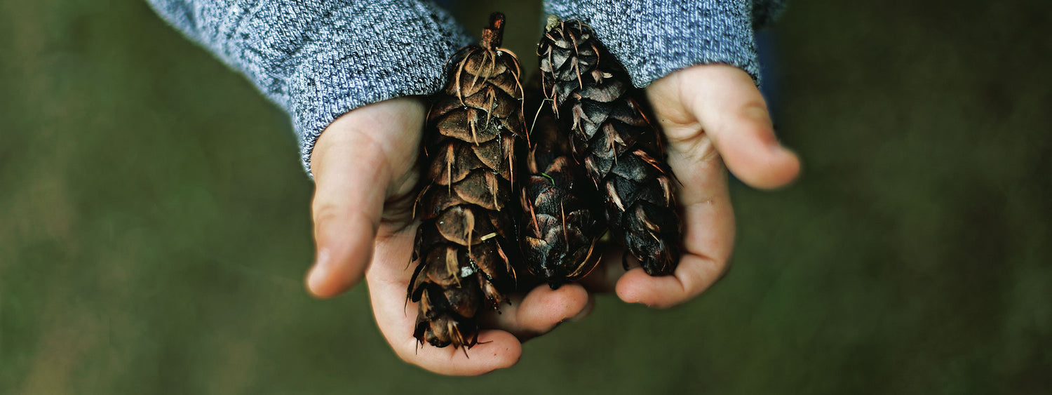 How to : Make your own pinecone pet!